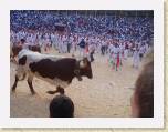 07July05 - Nay, Jenny, Baz, Andy in Spain - Running of Bulls 193 * 2272 x 1704 * (888KB)